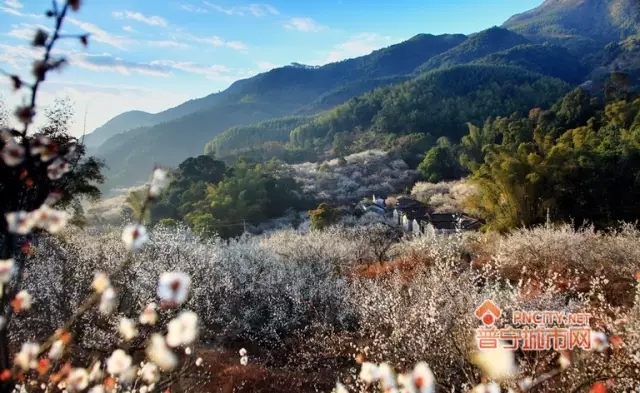 普宁“首届梅花旅游文化节”将于12月下旬隆重举行